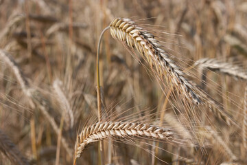 Barley in the field