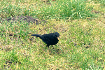 Merle noir mâle cherche sa nourriture.
