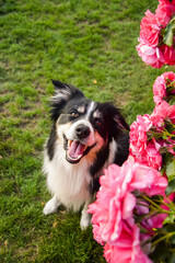 Tricolor boy of border collie is sitting next to the pink rose roses. Nature at the garden.