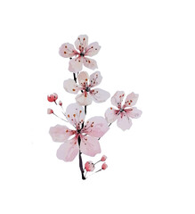 Pink tender cherry flowers on a branch. Watercolor illustration.
