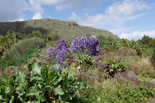 Siempreviva Limonium - Gefl&uuml;gelter Strandflieder - Gran Canaria