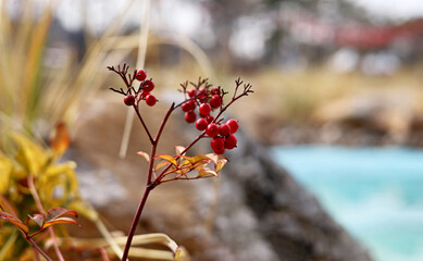 red berries of a plant in the garden
