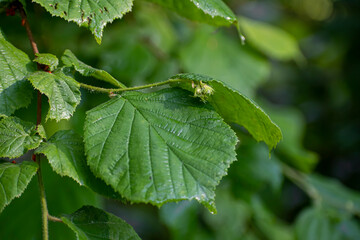 Tiny hazelnut closeup on a tree. Large green fresh leaves on a bush, textured surface. Summer in a forest. Selective focus on the details, blurred background.