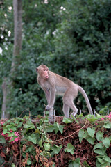Young monkey tongue out stand at fence