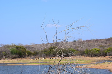 paisagem na Caatinga