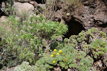 Gelbe und weiße Blumen auf Gran Canaria - Kanaren