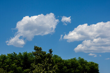 Summer, blue sky and white clouds behind the green leaves