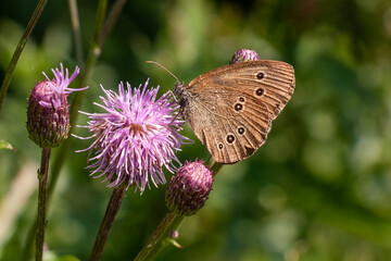 Obraz premium Schmetterling Falter Brauner Waldvogel 