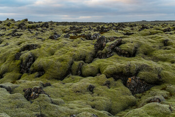 iceland moss