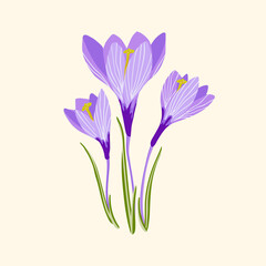 Hello Spring. Beautiful spring snowdrops flowers. Violet crocus flower in a cup. Design for poster, postcard, banner. Hand drawn vector illustration.