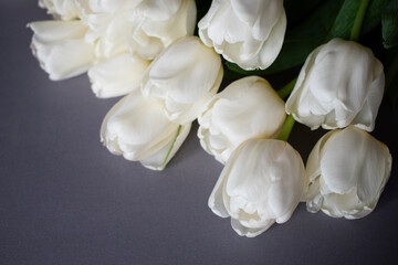 white tulips on a gray background
