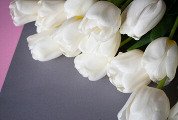 white tulips on gray pink background