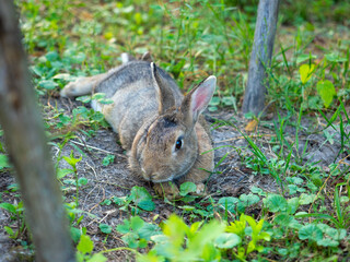 Close-up of a cute little rabbit wishing in the grass in summer. Cute pet, side view
