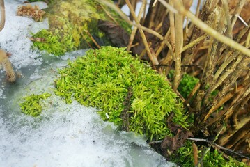 green moss on the rocks with snow and bush