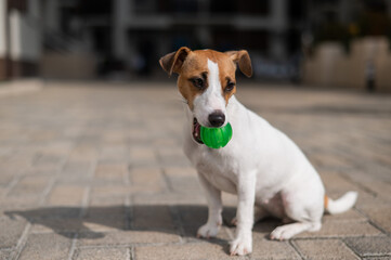 Jack Russell Terrier dog playing ball outdoors.