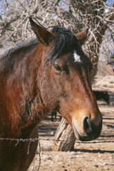 Fototapeta premium Close up of horse in the Alabama Hills
