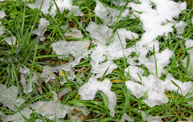selective focus on green lush grass covered with a layer of snow, ice melts with the arrival of heat and spring, natural phenomena, frost, late winter