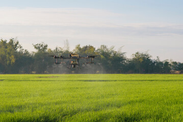 Fototapeta na wymiar Agriculture drone flying and spraying fertilizer and pesticide over farmland,High technology innovations and smart farming