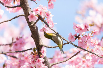 Japanese White-eye and Cerasus lannesiana Carriere at Shibuya, Tokyo, Japan