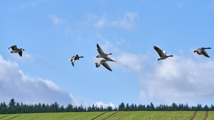 Ducks fly over a green field