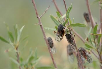 plague of cicadas in the summer