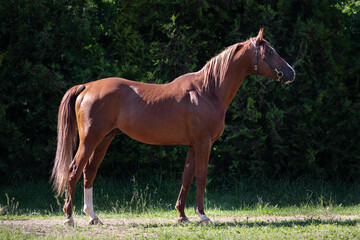 Beautiful arabian chestnut horse stands on natural dark background, profile side view, exterior