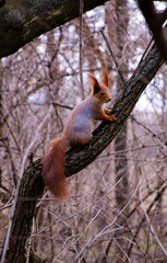 squirrel on a tree.Eurasian red squirrel (Sciurus vulgaris) eating a hazelnut on a branch.