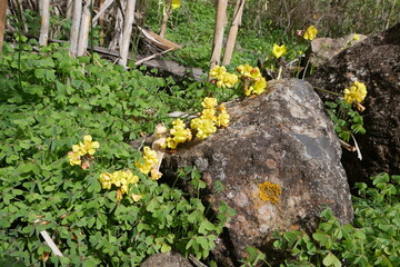 Gelbe Blüten des Sauerklees