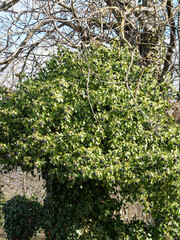 Hedera helix or Common ivy clinging on a tree