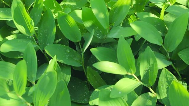 Bright decorative floral wet greenery with water drops, watering of wild lush foliage Polygonatum or Solomon's Seal in summer forest or spring garden, closeup refreshing natural green backdrop