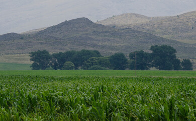 Fototapeta na wymiar corn plantation, with mountains in the background