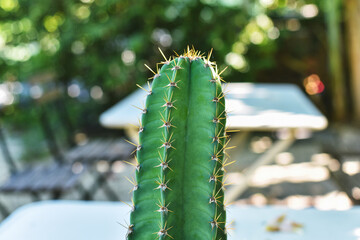 Cactus is desert plant and popular indoor houseplant.