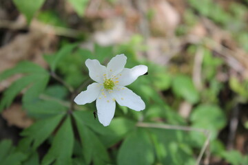 The first spring early wildflowers, Easter, a celebration of spring