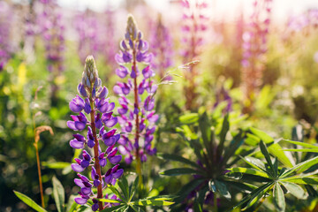 Purple lupin flowers spikes blooming in summer field. Landscape with purple violet blossoms in morning - obrazy, fototapety, plakaty