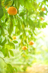 Tangerine tree branch with ripe fruits in citrus grove, vertical shot