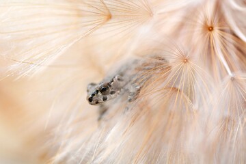 a frog is sitting in the grass