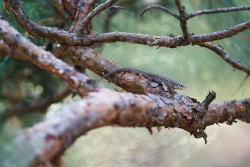 a lizard is sitting on a tree