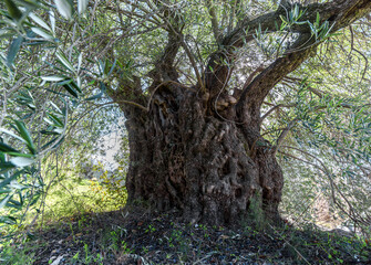 Monumental old olive tree with deformed bark and branches