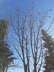 trees and sky