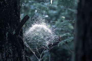 Silky spiderweb on a tree trunk. Dark woodland in summer. Thin white threads of a web covered in small dew drops. Selective focus on the details, blurred background.