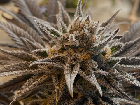 spog close up