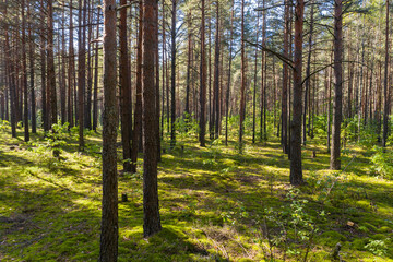 A summer pine forest landscape