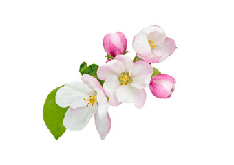 Fototapeta na wymiar Apple Blossom isolated on white