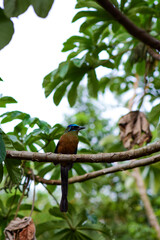 blue-crowned udu  (udu-de-coroa-azul )