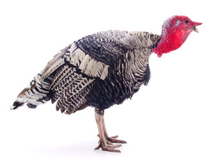 Dark turkey isolated.