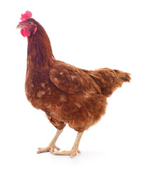 Brown hen isolated.