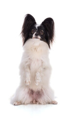 Continental toy spaniel, papillon Dog who is a showman