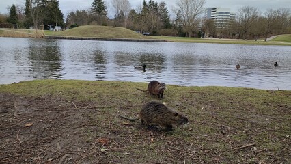 Bieber, Nutria an See in Park