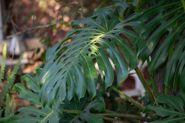 philodendron leaf that grew long © Marlene