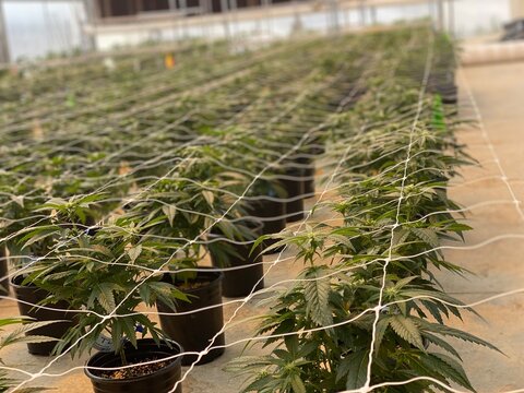 greenhouse